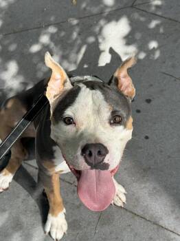 Diana -  Mixed Breed Dog for Adoption in New York, New York - Diana | PetCurious
