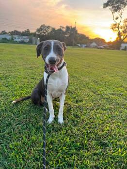 Cricket -  Mixed Breed Dog for Adoption in Huntsville, Alabama - Cricket | PetCurious