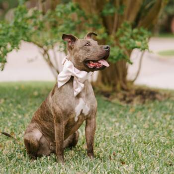 Poppy -  American Staffordshire Terrier and Boxer Dog for Adoption in Humble, Texas - Poppy | PetCurious
