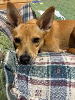 Rescue Mixed Breed Dogs for Adoption in Shelburne, Vermont - Graham Cracker | PetCurious