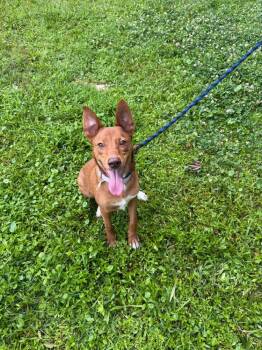 Red (AVAILABLE 6/16) -  Mixed Breed Dog for Adoption in Leverett, Massachusetts - Red (AVAILABLE 6/16) | PetCurious