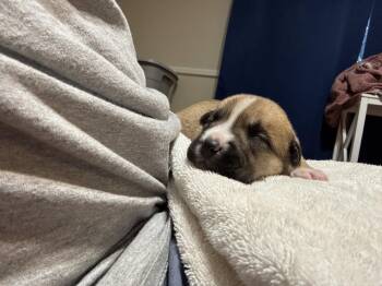 Beatrice - Nuggets litter -  American Staffordshire Terrier Dog for Adoption in Holly Springs, North Carolina - Beatrice - Nuggets Litter | PetCurious