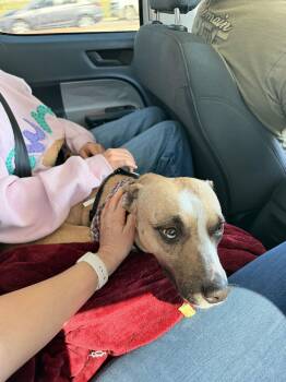 Catahoula Leopard Dog Dogs Available for Adoption - Angel Baby | PetCurious