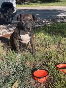 Winifred -  American Staffordshire Terrier Dog for Adoption in Austin, Texas - Winifred | PetCurious