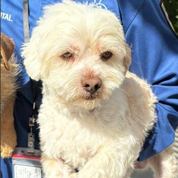 Terrier Dogs Available for Adoption in Los Angeles, California - Fred A5777306 | PetCurious
