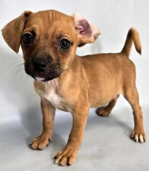 Peach -  Pug and Mixed Breed Dog for Adoption in Morton Grove, Illinois - Peach | PetCurious