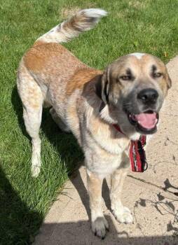 Rescue Anatolian Shepherd Dogs for Adoption in Larkspur, Colorado - Culo | PetCurious