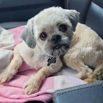 SLOPPY JOE -  Shih Tzu Dog for Adoption in Marana, Arizona - SLOPPY JOE | PetCurious
