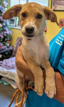 VICTORIA -  Mountain Cur Dog for Adoption in Elizabethton, Tennessee - VICTORIA | PetCurious
