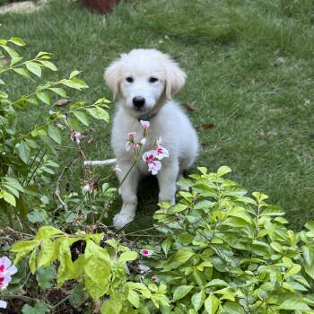 Nancy Drew -  Great Pyrenees Dog for Adoption in Roswell, Georgia - Nancy Drew | PetCurious