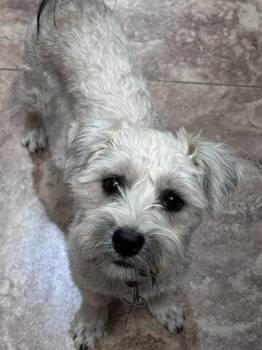 Maltese and Yorkshire Terrier Dogs Available for Adoption in San Tan Valley, Arizona - Cream | PetCurious