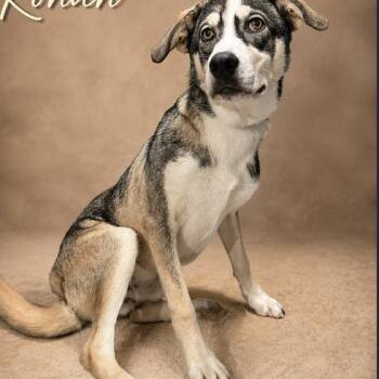 Konan 514 -  Siberian Husky Dog for Adoption in Boca Raton, Florida - Konan 514 | PetCurious