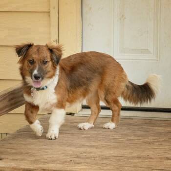 Carmela -  Corgi and Mixed Breed Dog for Adoption in Wimberley, Texas - Carmela | PetCurious