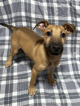 Shikamaru -  Mixed Breed Dog for Adoption in West Chester, Pennsylvania - Shikamaru | PetCurious