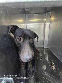 CACAHUATE -  American Staffordshire Terrier Dog for Adoption in San Antonio, Texas - CACAHUATE | PetCurious