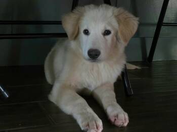 Winnie -  Great Pyrenees and Golden Retriever Dog for Adoption in Kiowa, Oklahoma - Winnie | PetCurious