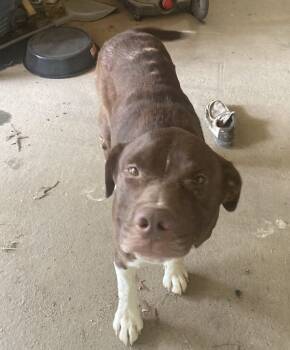 Rescue Pit Bull Terrier and Mixed Breed Dogs for Adoption in Little Rock, Arkansas - Ollie | PetCurious