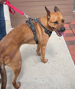 Rescue Carolina Dog Dogs for Adoption in Washington, District Of Columbia - Hugo (aka Baby Runt) | PetCurious