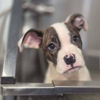 Sally -  Pit Bull Terrier and Mixed Breed Dog for Adoption in Dover, Arkansas - Sally | PetCurious