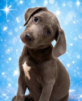 Glue stick -  Labrador Retriever and Pit Bull Terrier Dog for Adoption in Lutz, Florida - Glue Stick | PetCurious