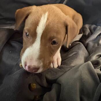 Mixed Breed Dogs Available for Adoption in Columbus, Georgia - 04/20/2026-Stray-LeeStreet | PetCurious