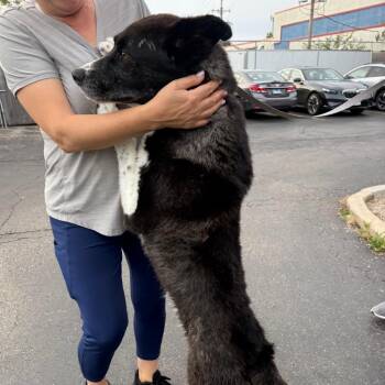 Deano -  Siberian Husky and Mixed Breed Dog for Adoption in Wheeling, Illinois - Deano | PetCurious