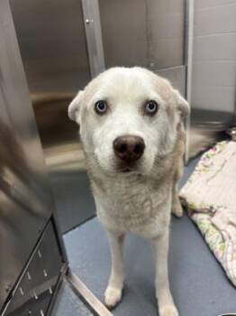 Mixed Breed Dogs Available for Adoption in Fort Worth, Texas - Zeus | PetCurious