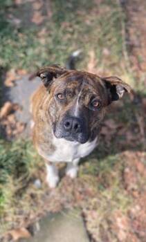 Boxer Dogs Available for Adoption - Cypress | PetCurious