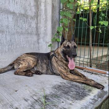 Holden -  Belgian Shepherd Malinois Dog for Adoption in Victoria, British Columbia - Holden | PetCurious