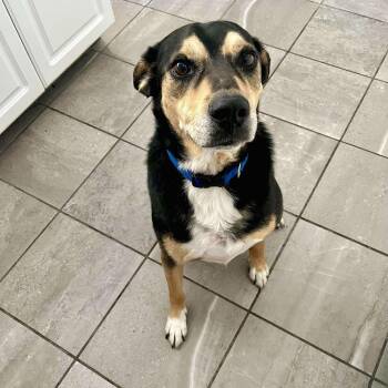 Rescue Shepherd Dogs for Adoption in Corpus Christi, Texas - Buster K. Ton | PetCurious