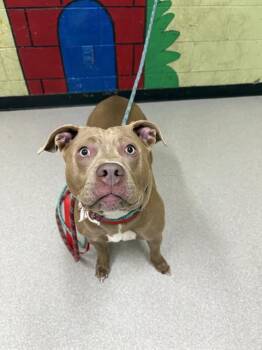 Rescue Pit Bull Terrier Dogs for Adoption in Indianapolis, Indiana - LAKE | PetCurious