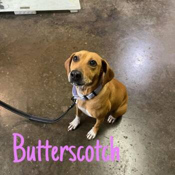 Butterscotch -  Mixed Breed Dog for Adoption in Hillsboro, Ohio - Butterscotch | PetCurious
