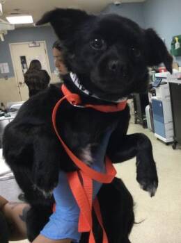 BLACKBERRY -  Chihuahua and Mixed Breed Dog for Adoption in Riverside, California - BLACKBERRY | PetCurious