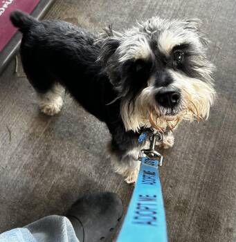 Miniature Schnauzer Dogs Available for Adoption - Dexter  | PetCurious
