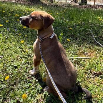 Mixed Breed Dogs Available for Adoption in Fredericksburg, Virginia - Scout | PetCurious