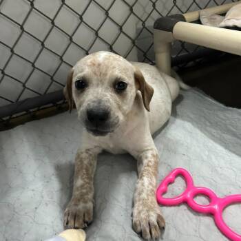 Mixed Breed Dogs Available for Adoption in Waynesville, North Carolina - Tadpole | PetCurious