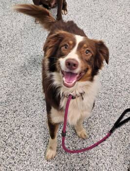 Timmy -  Terrier and Border Collie Dog for Adoption in Athens, Tennessee - Timmy | PetCurious