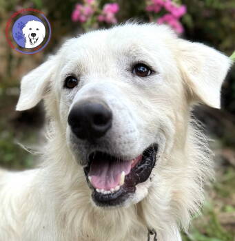 Rescue Great Pyrenees Dogs for Adoption in Spring, Texas - James | PetCurious