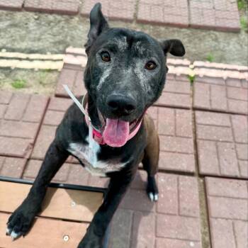 Rescue Labrador Retriever Dogs for Adoption in Pittsburgh, Pennsylvania - Luna Snow | PetCurious