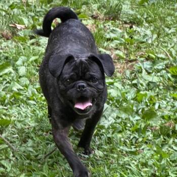 Fudge -  Pug Dog for Adoption in West Chester, Pennsylvania - Fudge | PetCurious