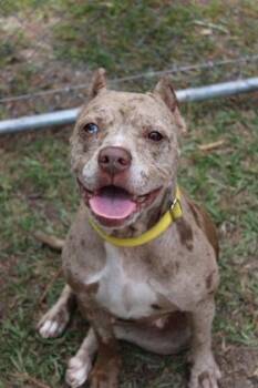 06909B Juliette -  American Staffordshire Terrier and Mixed Breed Dog for Adoption in North Charleston, South Carolina - 06909B Juliette | PetCurious