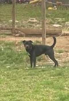 Mixed Breed Dogs Available for Adoption - Shadow | PetCurious