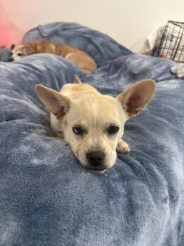 Mixed Breed Dogs Available for Adoption - June | PetCurious