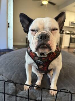 Rescue French Bulldog and Boston Terrier Dogs for Adoption in Ventura, California - Chloe | PetCurious