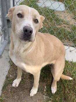 BLONDIE -  Pit Bull Terrier Dog for Adoption in Riverside, California - BLONDIE | PetCurious