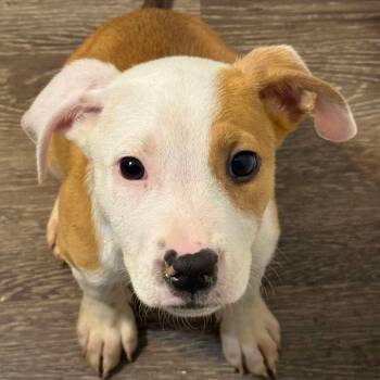 Rescue Mixed Breed Dogs for Adoption in Savannah, Georgia - Texas Hold Um | PetCurious