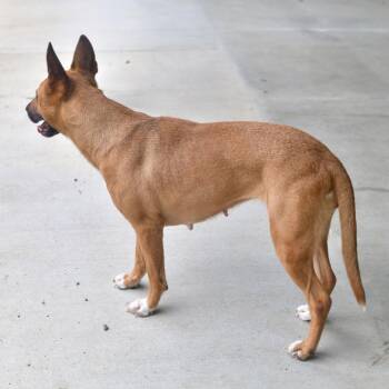 Cocoa -  Mixed Breed Dog for Adoption in Ottawa, Kansas - Cocoa | PetCurious