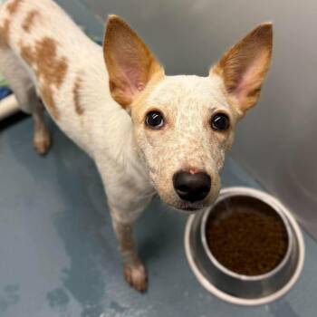 Dolly -  Cattle Dog and Mixed Breed Dog for Adoption in Tacoma, Washington - Dolly | PetCurious
