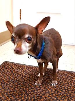 Rescue Chihuahua Dogs for Adoption in Falls Creek, Pennsylvania - Coco And Oreo | PetCurious