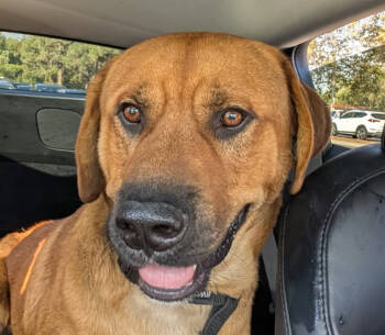 Rescue Rhodesian Ridgeback and Mastiff Dogs for Adoption in Lake Forest, California - Colt-Foster Or Adopt Me! | PetCurious